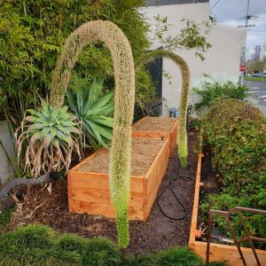 wicking bed9